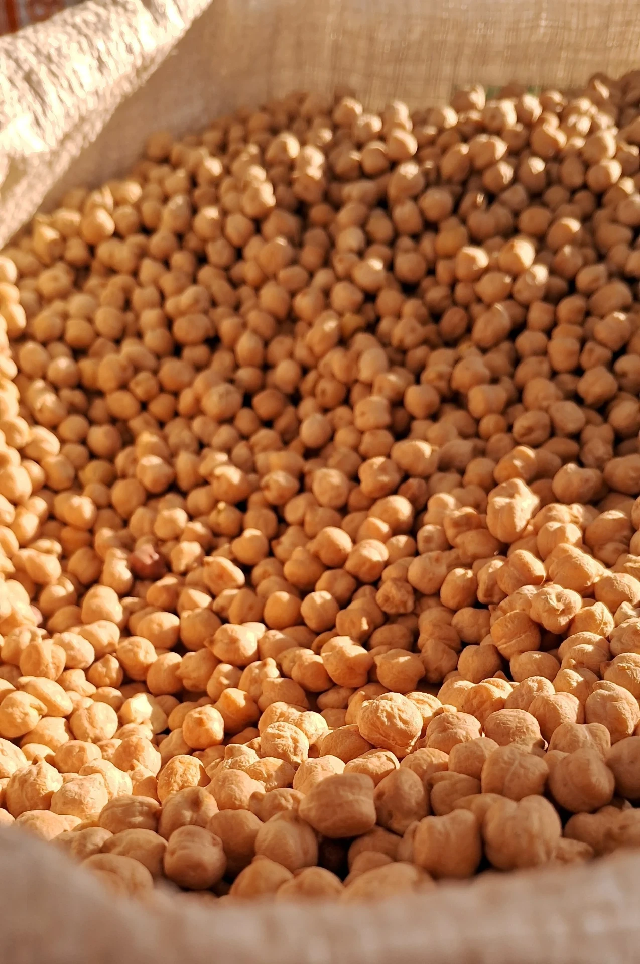 Sack filled with premium Kabuli chana chickpeas